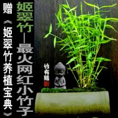 姬翠竹盆景青轴力竹绿植竹苗迷你小竹子盆栽植物室内姬竹米竹水培